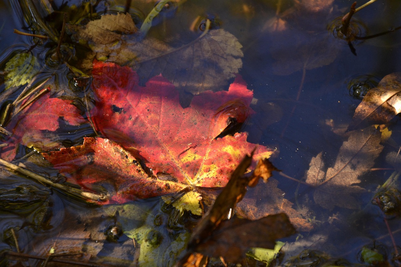 Red maple leaf floating in water.