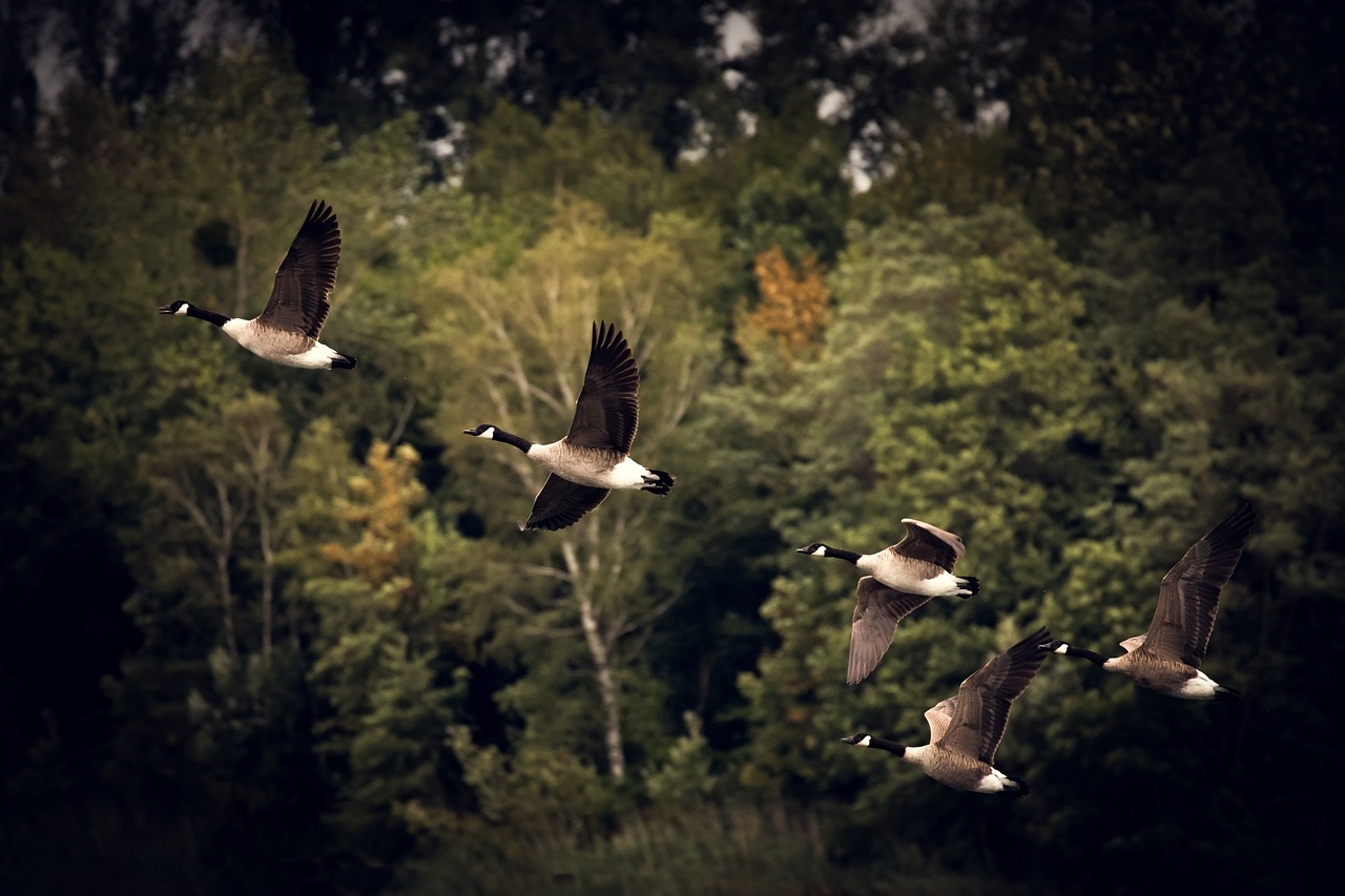 Five Canada geese fly in formation against a dark, blurred background of green and yellow trees.