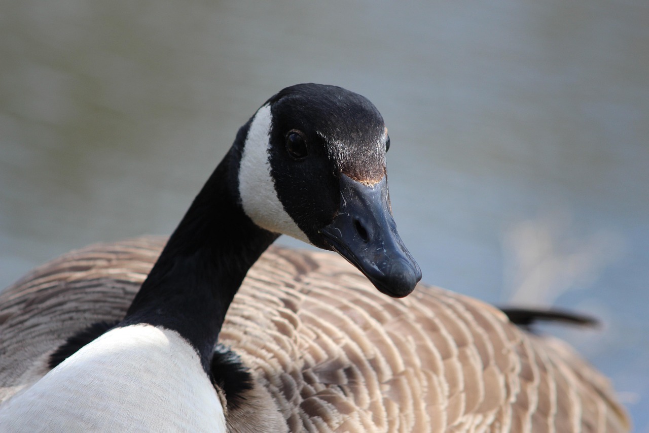 Close-up of a Canada Goose with a black head, white chinstrap, and brown body feathers.
