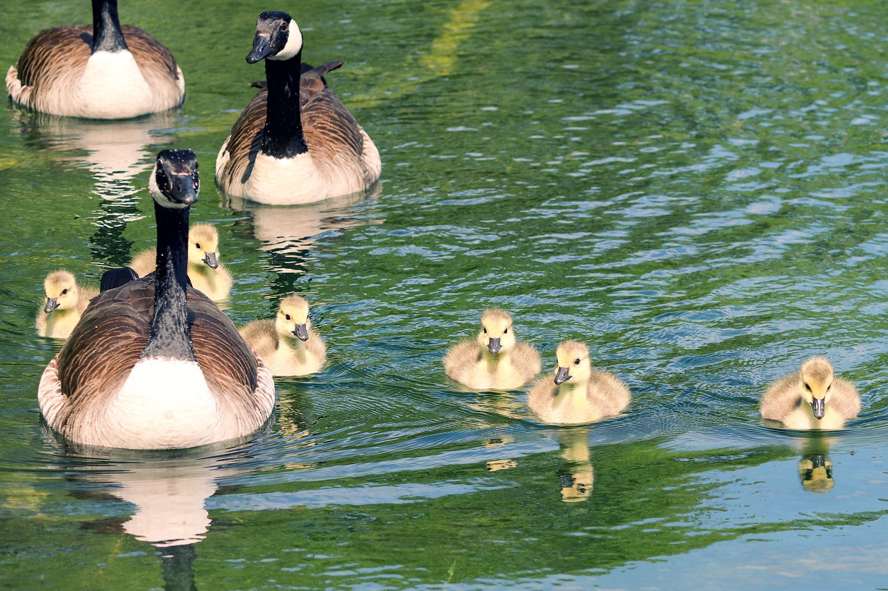 Canada geese and goslings swimming in green water.