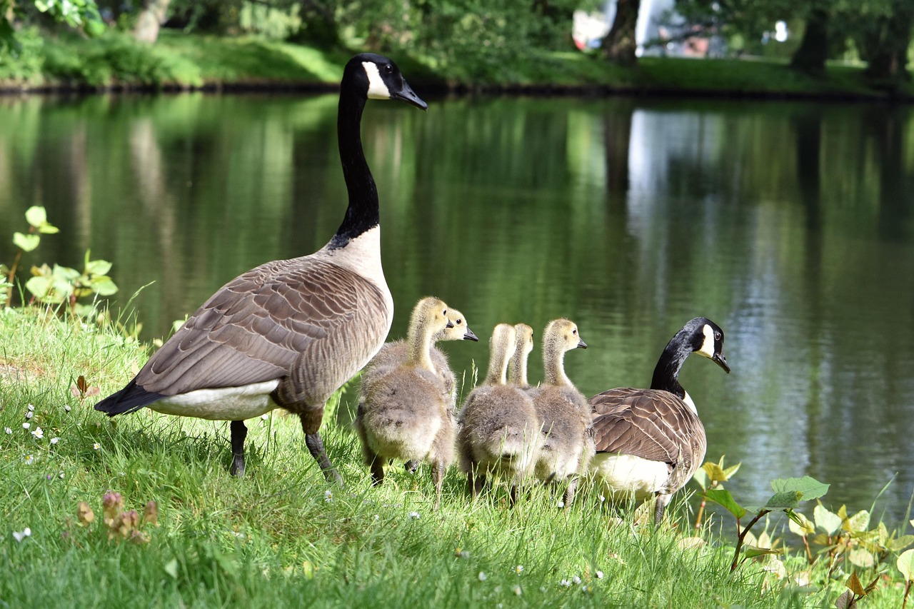 Canada geese family with goslings by a pond.