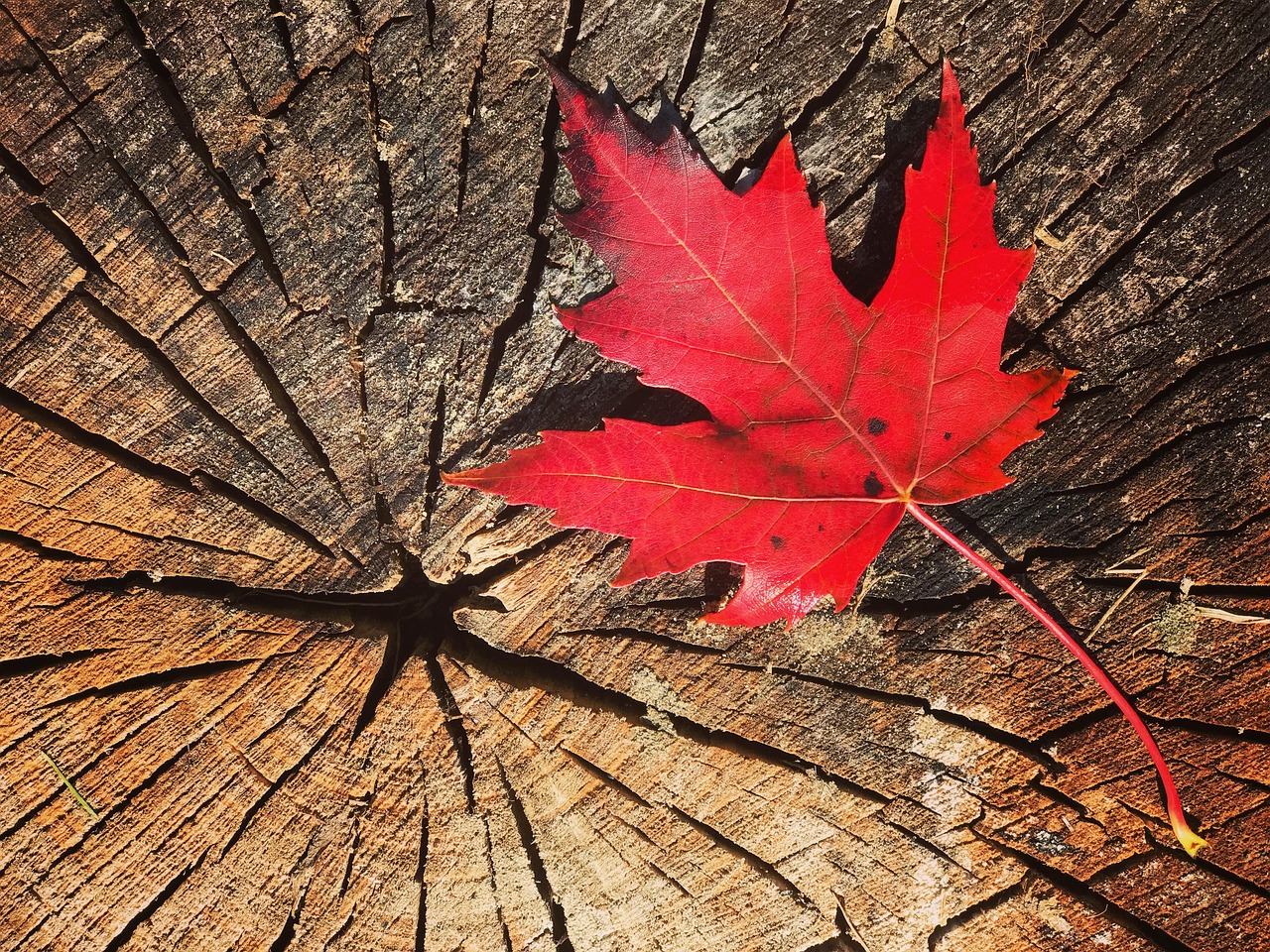 Vibrant red maple leaf on a textured tree stump with radial rings.