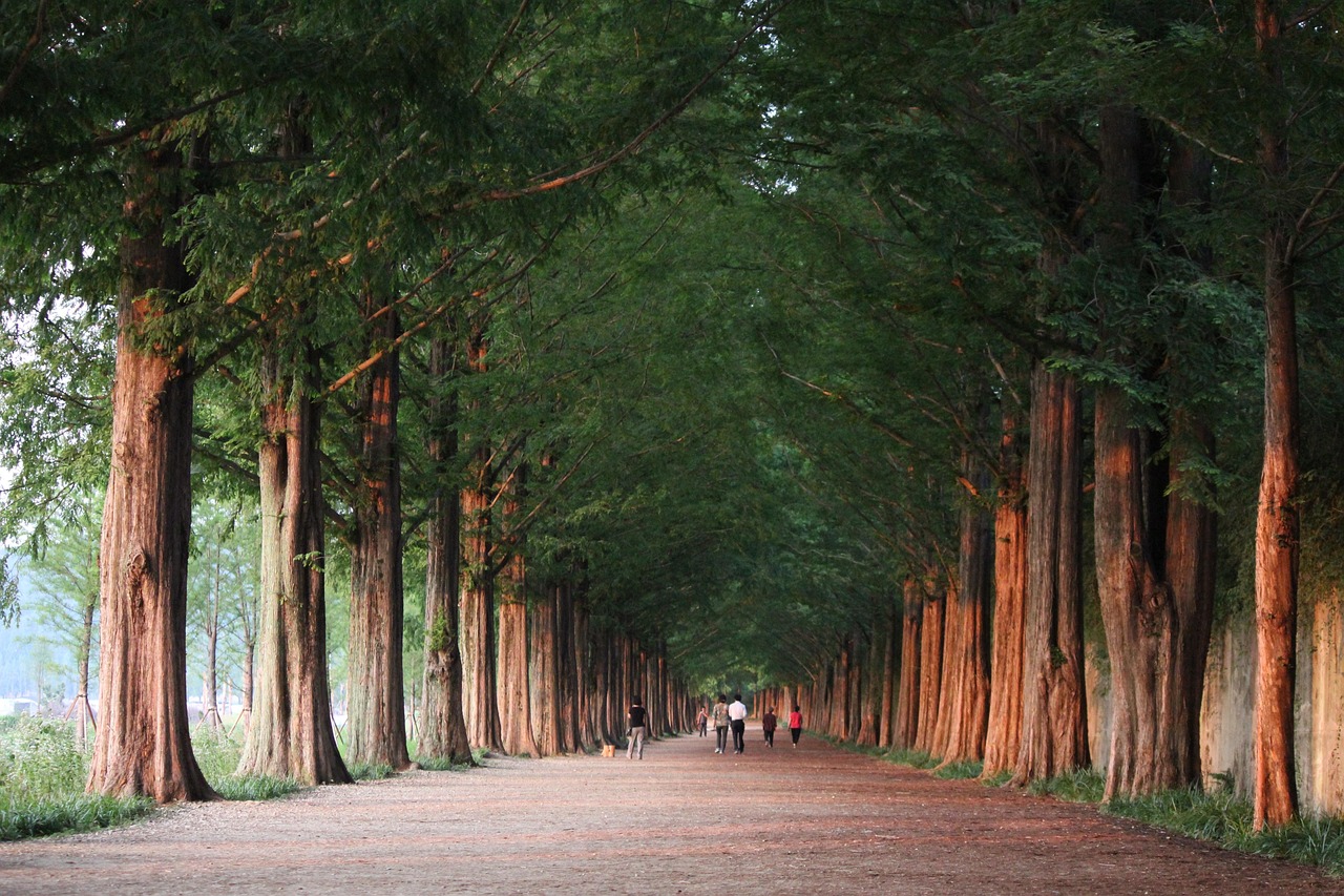 A long dirt path lined by tall trees with green foliage, with people walking in the distance.