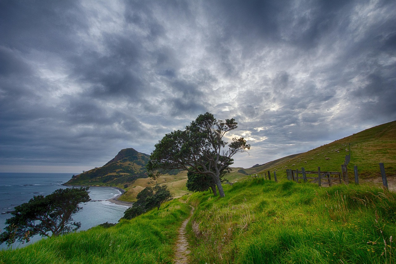 Coastal landscape with grassy hills, a dirt path, a tree, and sheep grazing near the ocean.