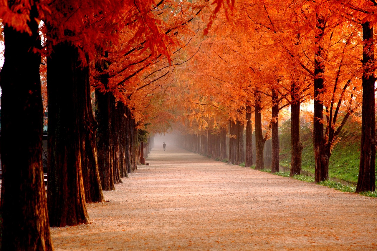 A long dirt path lined by tall trees with vibrant orange and red autumn leaves, with a person in the distance.
