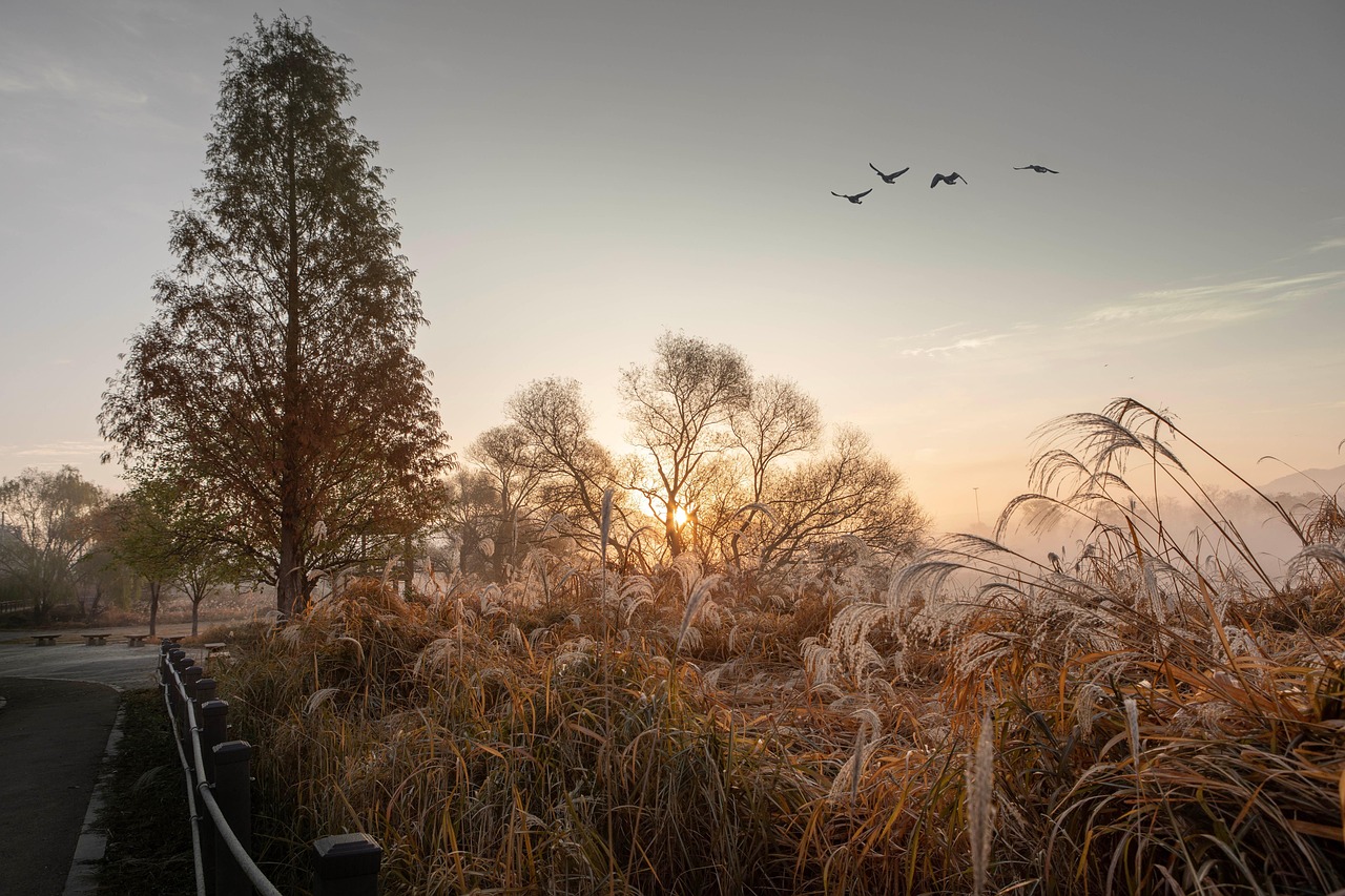 Sunrise over a field of tall grasses and trees with a path and fence, and five birds flying in the sky.