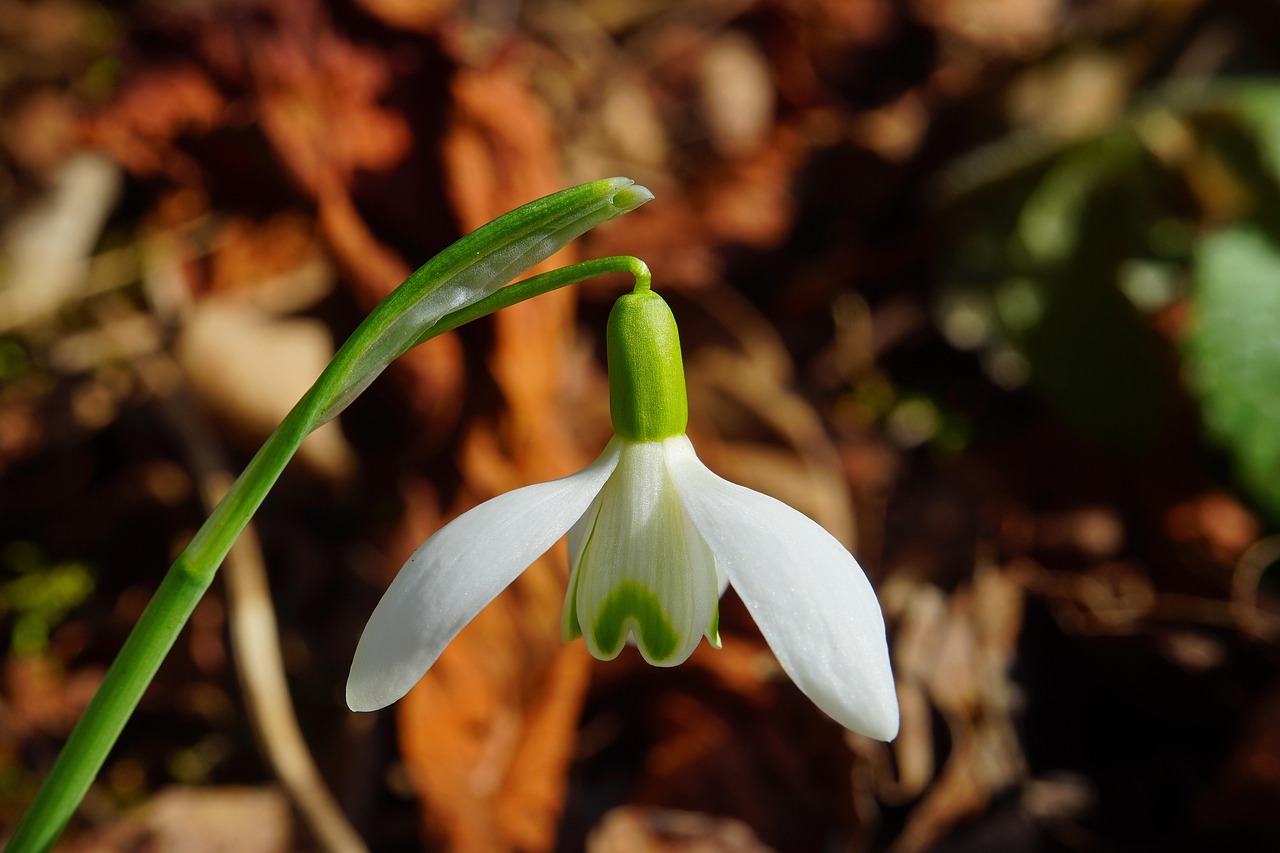 A single white snowdrop flower with green stem and markings, against a blurred background of brown leaves.