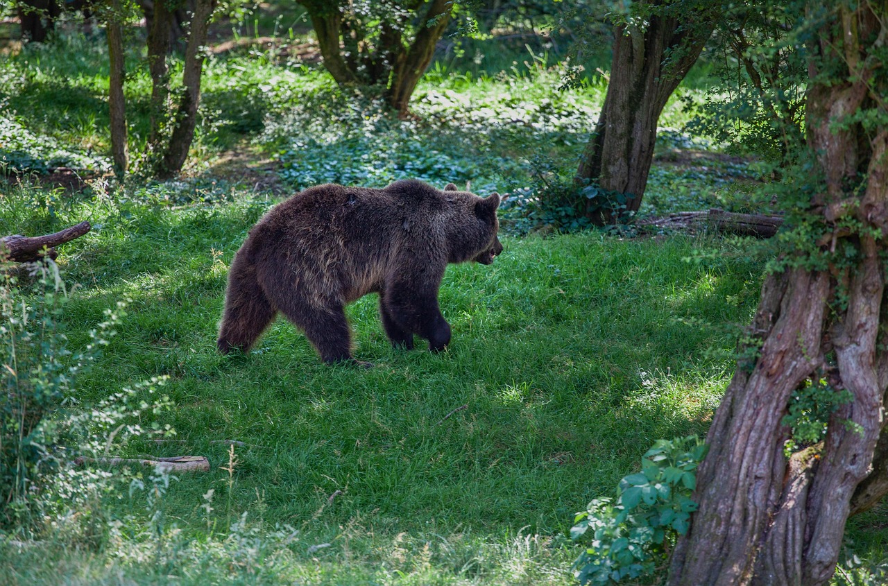 A large brown bear walks on green grass in a forest.