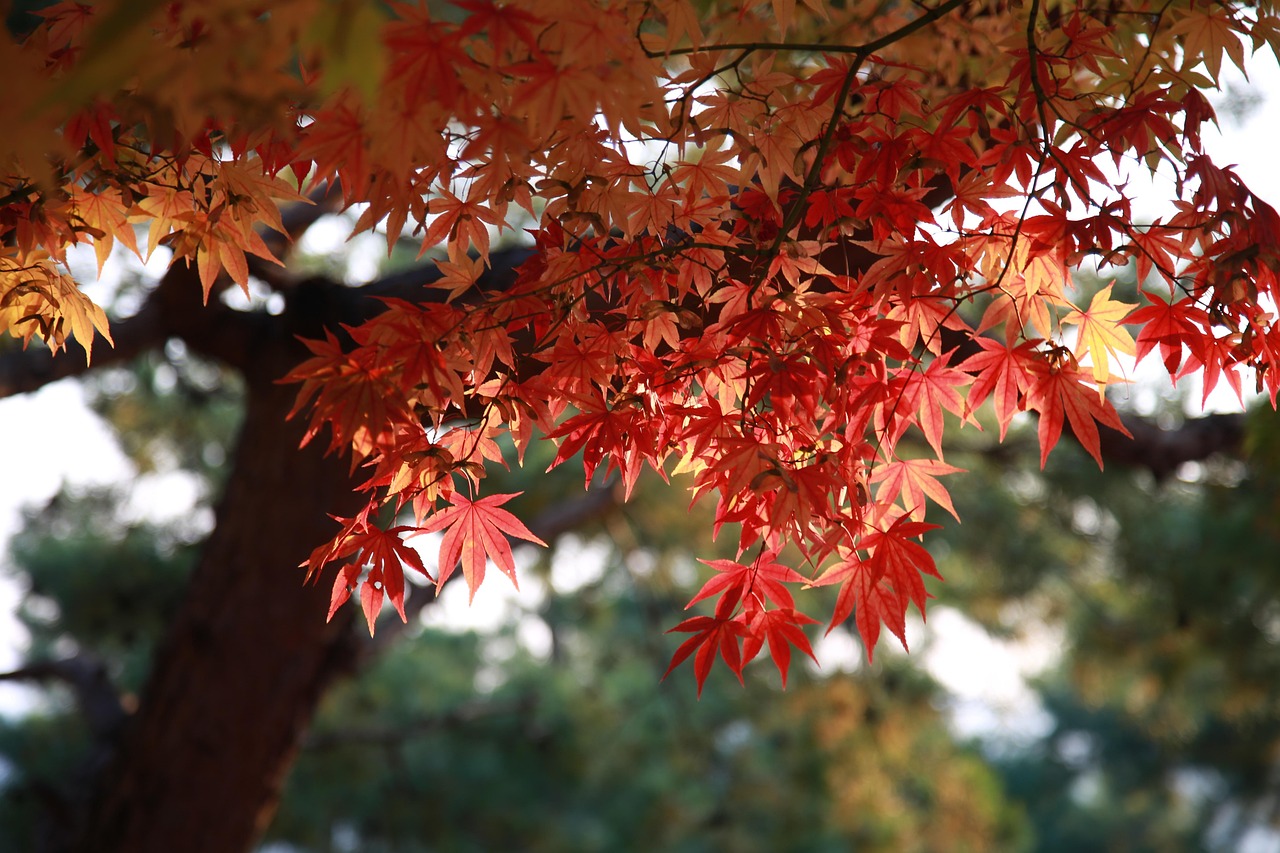 Bright red maple leaves on a tree branch.