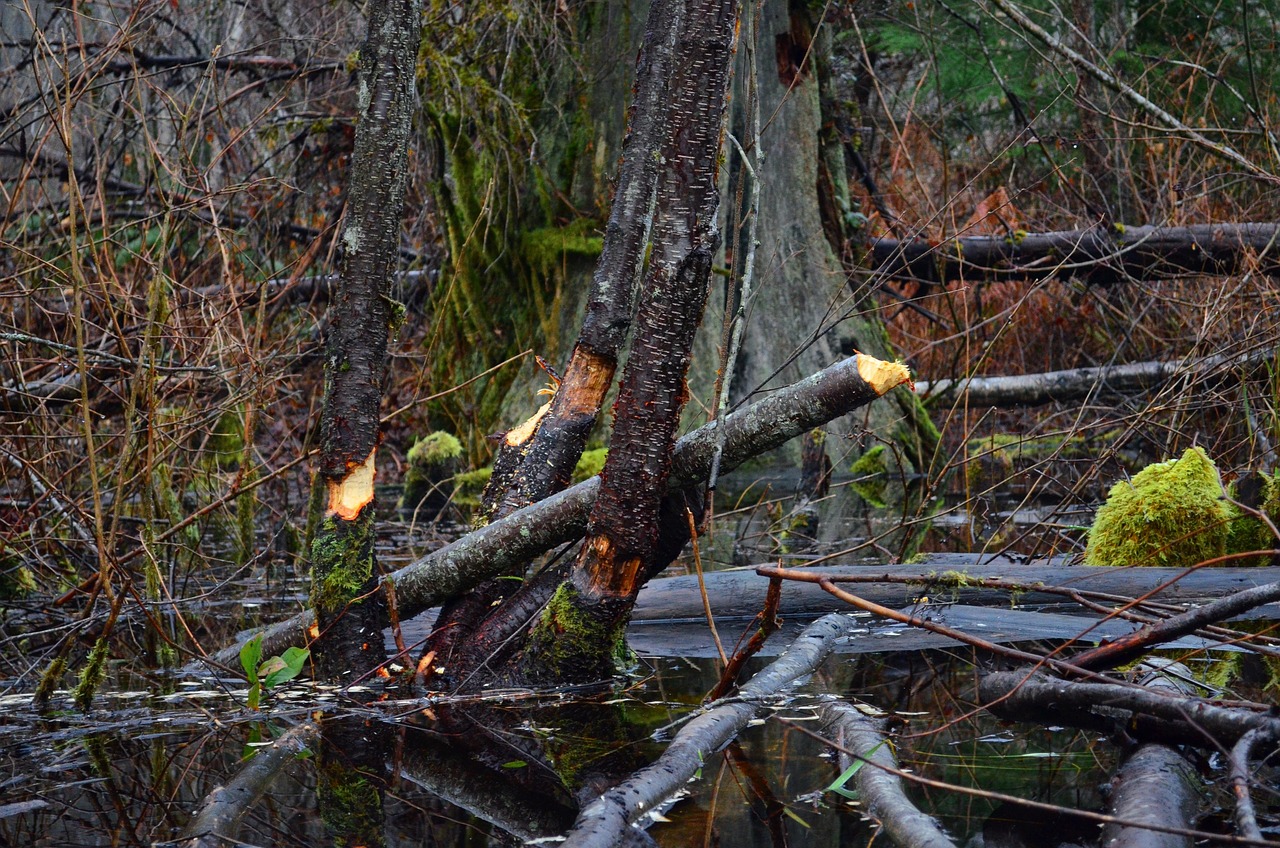 Tree trunks with beaver gnaw marks in a wetland with water and bare branches.