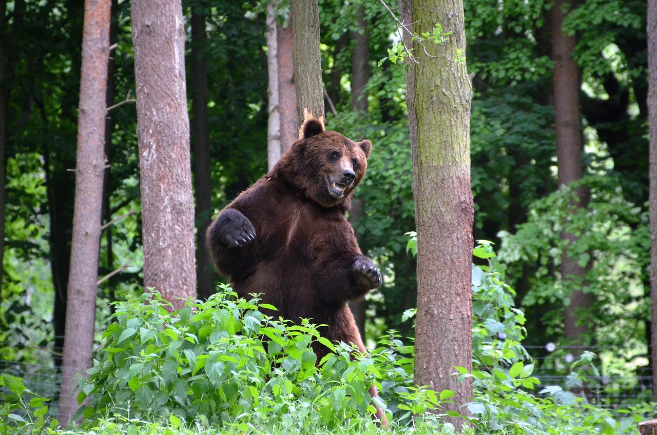 A brown bear stands on its hind legs behind green foliage in a forest.