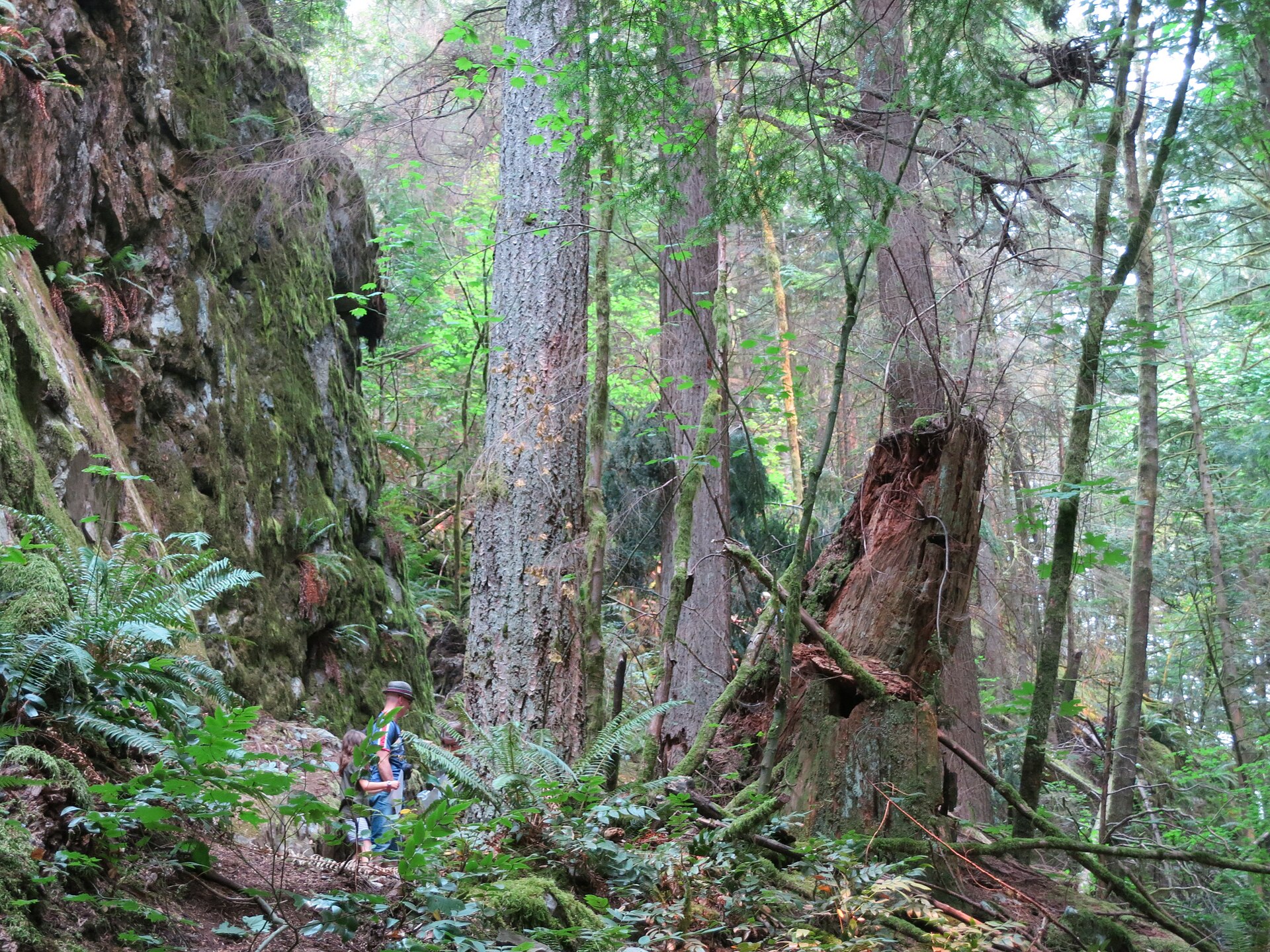 A person walks on a dirt path through a dense, lush green forest with large moss-covered rocks and tall trees.
