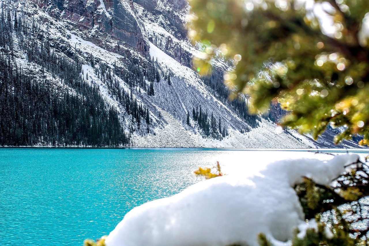 A bright turquoise lake with snow-covered mountains and evergreen branches in the foreground.
